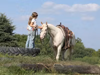 Horse (M), Quarter Horse — photo 8