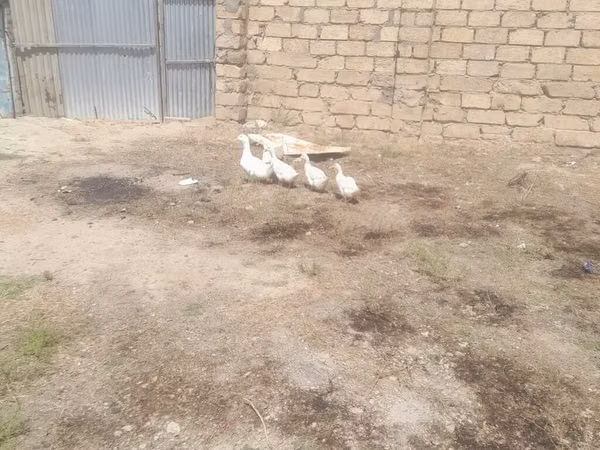 Ducks — 阿塞拜疆