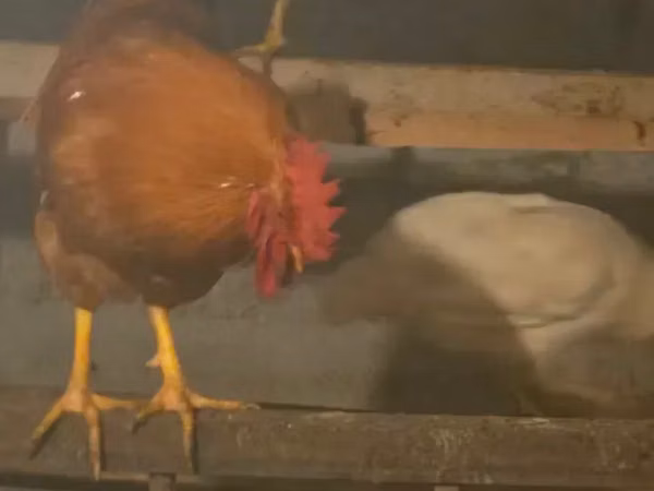 Chickens — ارمنستان