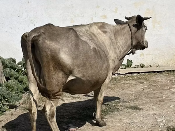 گائے, مویشی — آذربائیجان