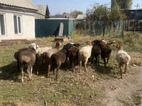 Sheep, Rhon sheep — photo 3