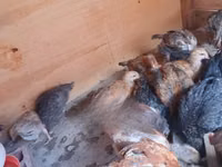 Chickens — foto 4