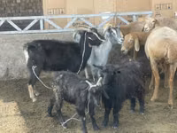 Goat, Alpine goat — photo 1