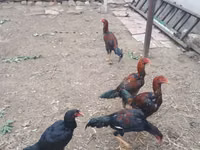 Chickens — عکس 3