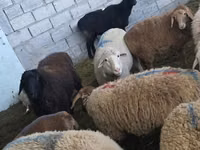 Ram, Hissar sheep — photo 4