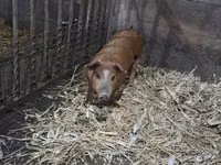 Boar — photo 2