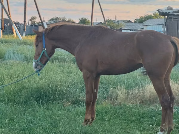 Horse (M), Arabian horse — Kazakhstan