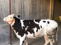 Cow, Cattle — photo 3