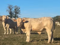 Býk, Charolais cattle — foto 2