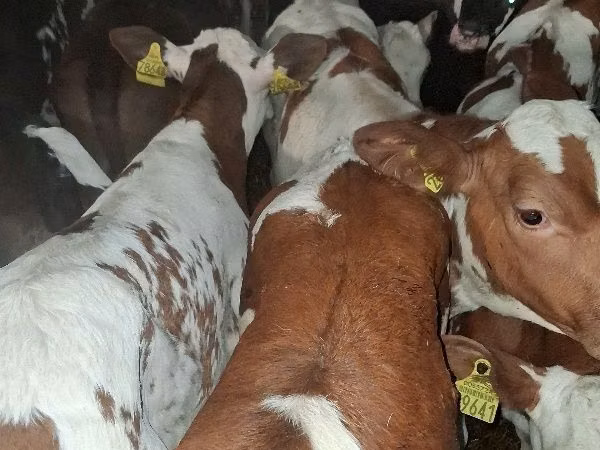 Bull, Simmental cattle