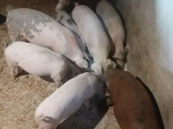 Babi hutan, Pigs — Hungary