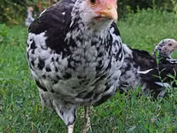 Chickens — sawirka 2