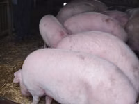 แม่สุกร, หมู — รูปภาพ 2
