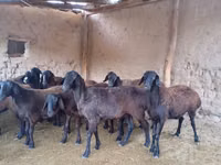 میش, گوسفند — عکس 4