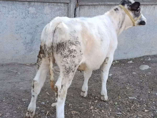 گاو ماده, بلژیکی آبی