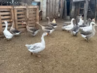 Geese — 2 зураг