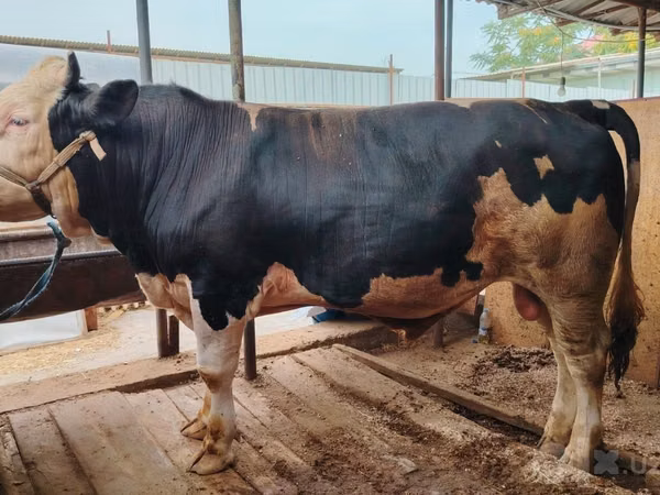 Bull, Simmental cattle — Uzbekistan