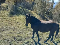 Konji (partija, pol nije naveden), New Altai Horse — fotografija 1