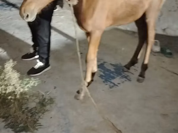 Horse (M), Horses — Azerbaijan