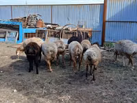 Kambing jantan, Arashan sheep — foto 5