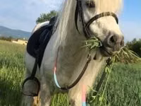 公马, Shetland Pony — 照片 3