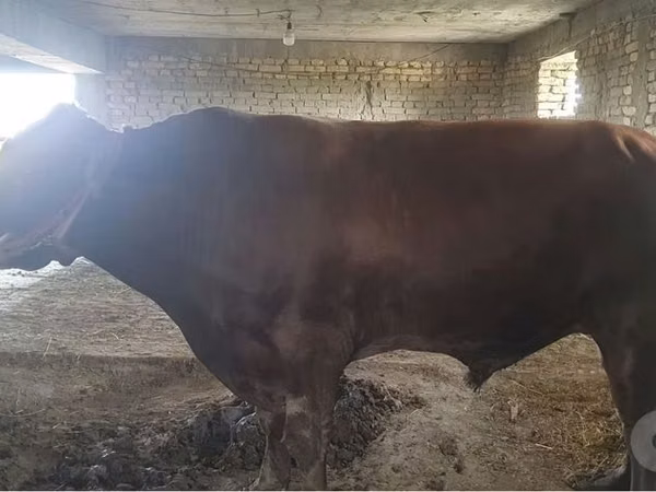 Cattle (batch, sex not specified), Red Estonian cattle — Uzbekistan