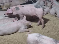 Pigs (batch, sex not specified), Pigs — photo 4