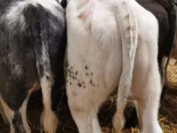 Bull, Belgian Blue — photo 3