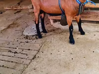 Ri’ lab, Goats — sawirka 2