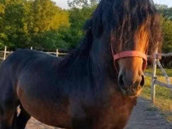 घोड़ा, Hungarian horse breed