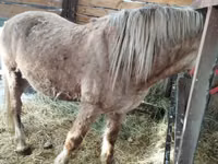 Horse (M), Horses — photo 2