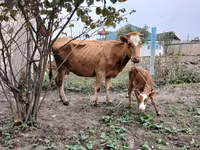 Toro, Bovini — foto 2