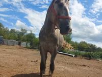 اسب نر, Altai horse — عکس 4