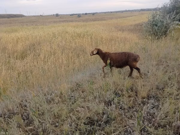 Sheep, Sheep — Kazakhstan