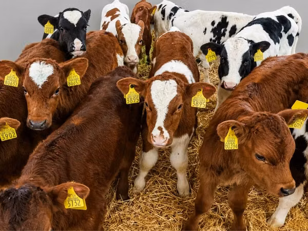 Bull, Cattle — Poland