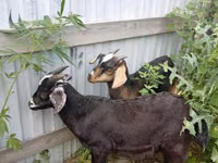 Kozel, Alpine goat — foto 2