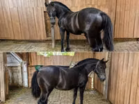Kuda jantan, Horses — foto 2