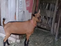 Billy Goat, Goats — photo 1