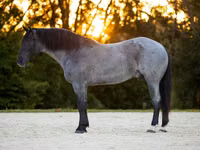 Caballo, Percheron — foto 2