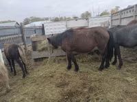 Kuda betina, Horses — foto 5