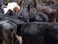 گاو و گوساله (گروه، جنسیت مشخص نشده), Simmental cattle — عکس 3