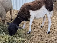 Sheep, Dorper sheep — photo 1