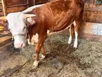 Cow, Holstein breed — photo 2