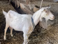 Geit, Dutch Landrace goats — foto 5