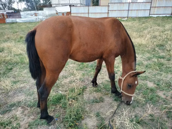 Horse (M), Kazakh horse — Kazakhstan