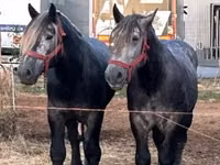 Horse (M), Percheron — photo 3