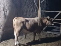 Bull, Cattle — photo 2