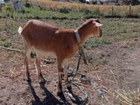عنزة, الماعز — الصورة 1