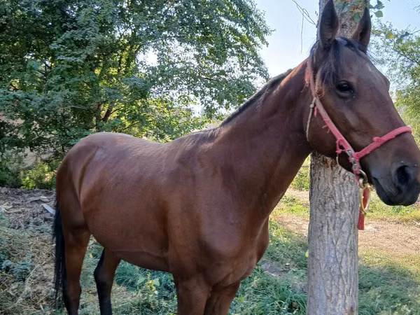 Horse (M), Horses — Kyrgyzstan