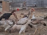Chickens — Foto 2